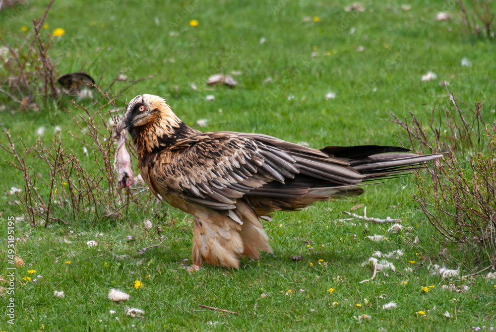 Gypaète barbu, .Gypaetus barbatus, Bearded Vulture Gypaète barbu, .Gypaetus barbatus, Bearded Vulture