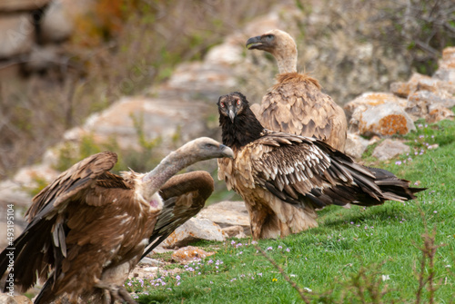 Gypaète barbu,.Gypaetus barbatus, Bearded Vulture, Vautour fauve,.Gyps fulvus, Griffon Vulture
