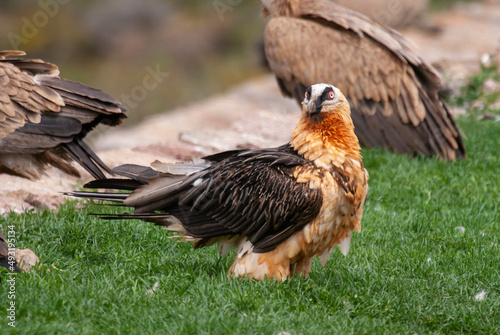 Gypa  te barbu  .Gypaetus barbatus  Bearded Vulture