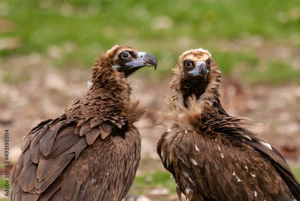 Vautour moine,.Aegypius monachus, Cinereous Vulture Vautour moine,.Aegypius monachus, Cinereous Vulture