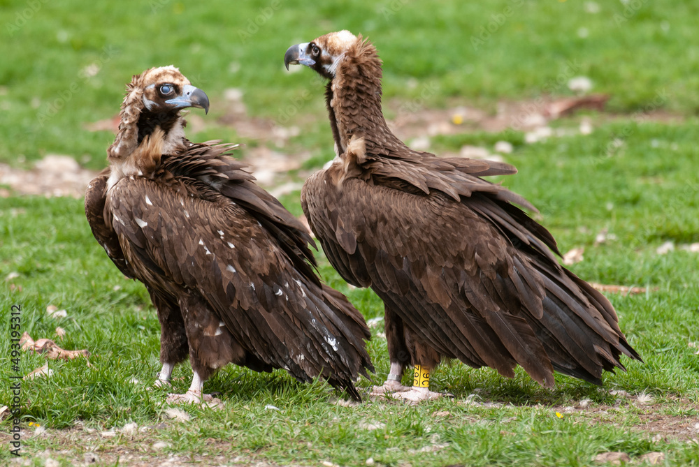 Fototapeta premium Vautour moine,.Aegypius monachus, Cinereous Vulture