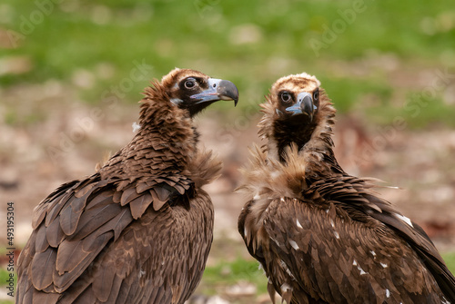 Vautour moine .Aegypius monachus  Cinereous Vulture