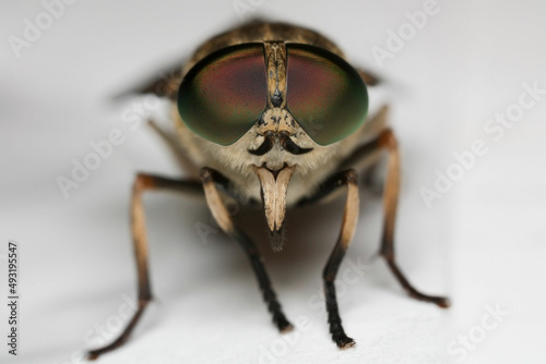 Horseflies are true flies in the family Tabanidae © Gonzalo