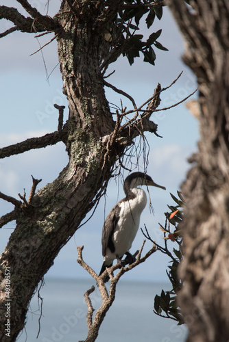 Pied cormorant on a tree trunk and blue sea on background, New Zealand.