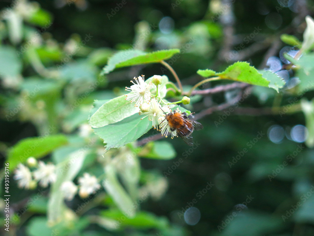 branch of a linden tree blooms in spring branch of a linden tree blooms in spring