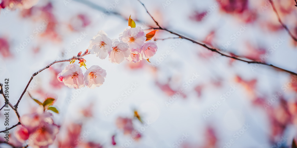 Selective focus of beautiful branches of pink Cherry blossoms on the tree under blue sky. Beautiful Sakura flowers during spring season in the park. Nature floral background. Selective focus of beautiful branches of pink Cherry blossoms on the tree under blue sky. Beautiful Sakura flowers during spring season in the park. Nature floral background.