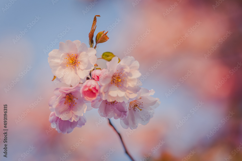 Selective focus of beautiful branch of pink Cherry blossoms on the tree under blue sky. Beautiful Sakura flowers during spring season in the park. Nature floral background. Selective focus of beautiful branch of pink Cherry blossoms on the tree under blue sky. Beautiful Sakura flowers during spring season in the park. Nature floral background.