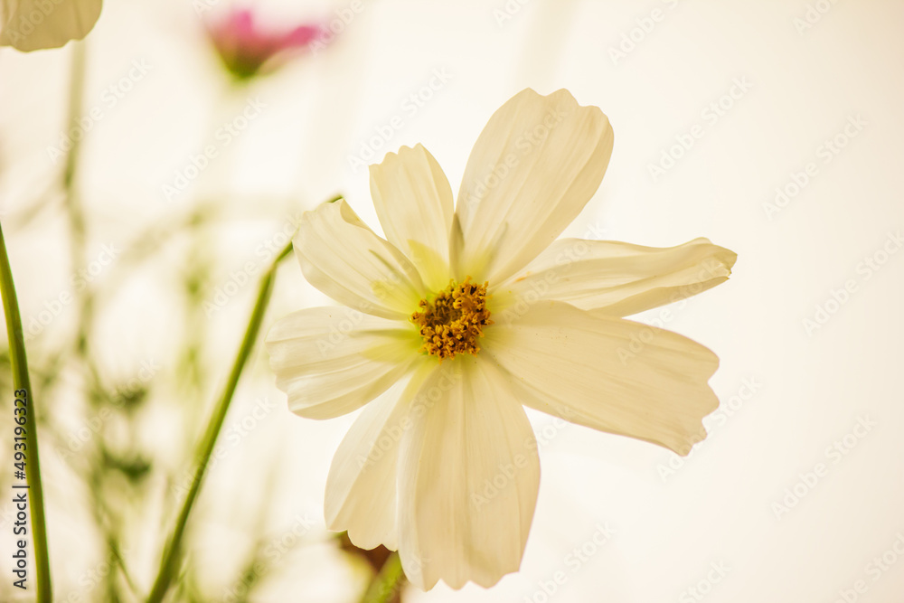 Obraz premium Cosmos flowers