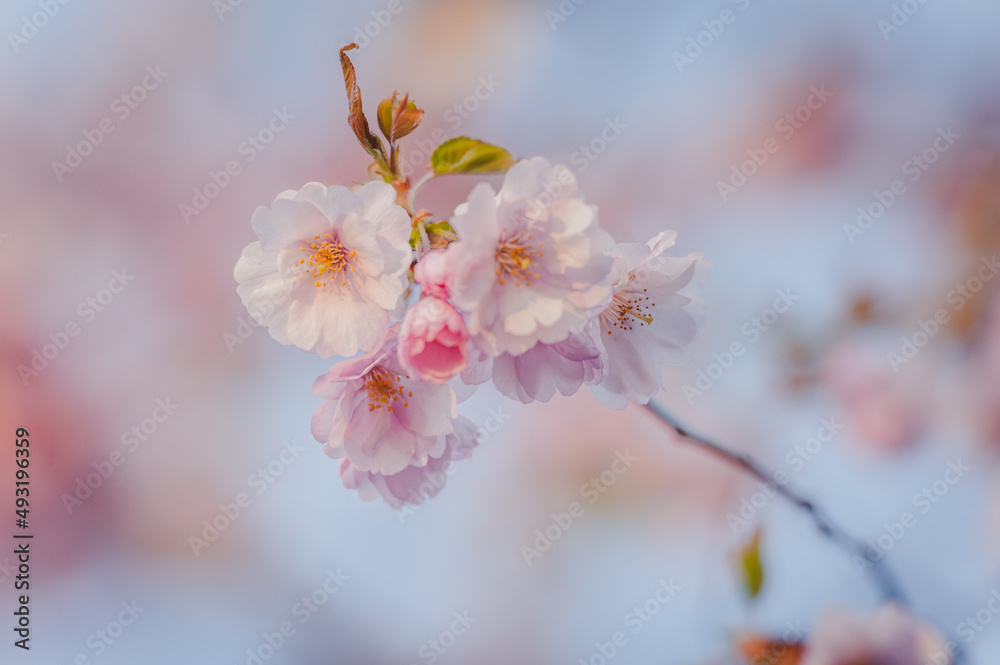 Selective focus of beautiful branch of pink Cherry blossoms on the tree under blue sky. Beautiful Sakura flowers during spring season in the park. Nature floral background. Selective focus of beautiful branch of pink Cherry blossoms on the tree under blue sky. Beautiful Sakura flowers during spring season in the park. Nature floral background.