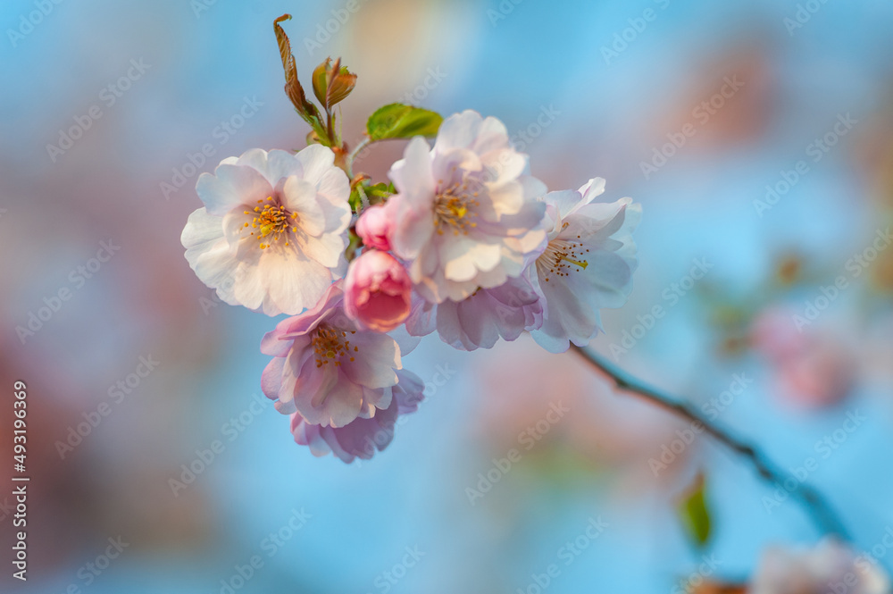 Selective focus of beautiful branch of pink Cherry blossoms on the tree under blue sky. Beautiful Sakura flowers during spring season in the park. Nature floral background. Selective focus of beautiful branch of pink Cherry blossoms on the tree under blue sky. Beautiful Sakura flowers during spring season in the park. Nature floral background.