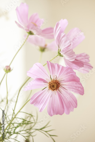 Cosmos flowers