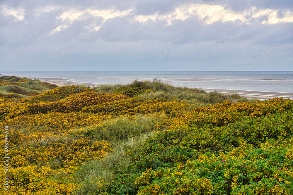 on the coast of Blåvand Denmark. View over the dunes. In autumn everything