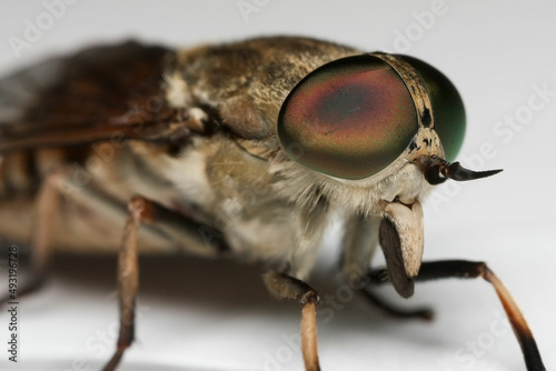 Compound eyes on the head of a horsefly  © Gonzalo