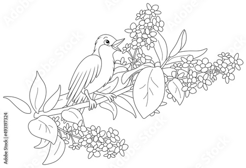 Small singing nightingale perched on a branch with flowers of a spring blooming tree, black and white vector cartoon illustration for a coloring book page
