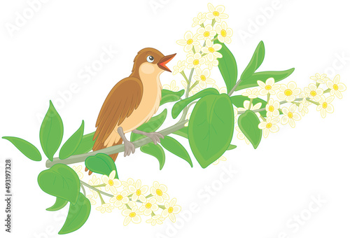Small singing nightingale perched on a branch with white flowers of a spring blooming tree, vector cartoon illustration isolated on a white background photo