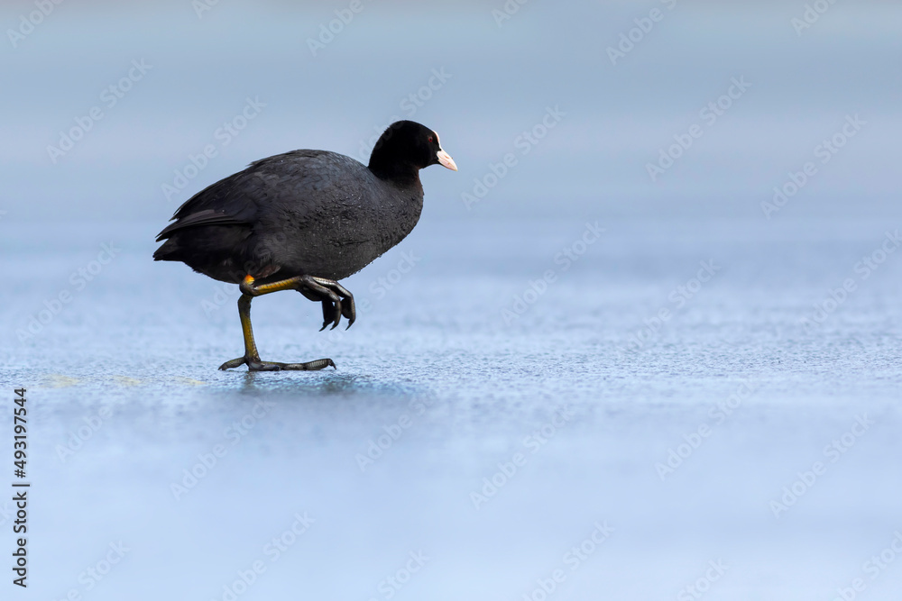 Lake and birds. Eurasian Coot. Nature background. Bird: Eurasian Coot (Fulica atra). Lake and birds. Eurasian Coot. Nature background. Bird: Eurasian Coot (Fulica atra).