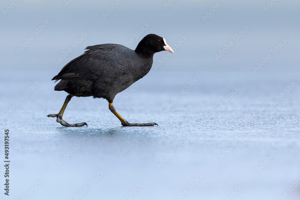Lake and birds. Eurasian Coot. Nature background. Bird: Eurasian Coot (Fulica atra). Lake and birds. Eurasian Coot. Nature background. Bird: Eurasian Coot (Fulica atra).