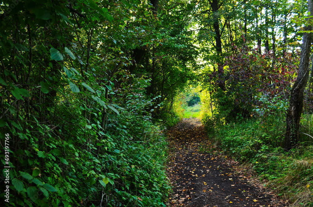 sunrays in the spring in a green forest sunrays in the spring in a green forest