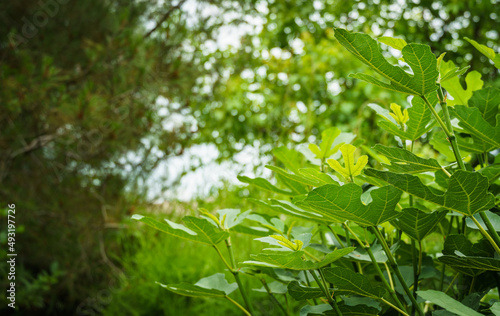 Leaves of common fig Ficus carica on a blurred background of green leaves. Nature concept for design
