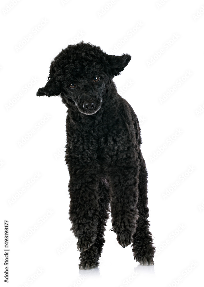 poodle in studio poodle in studio