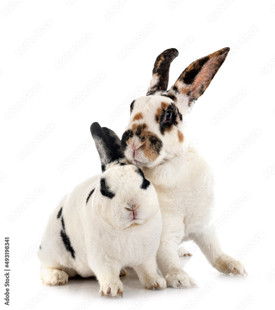 Rex rabbits in studio