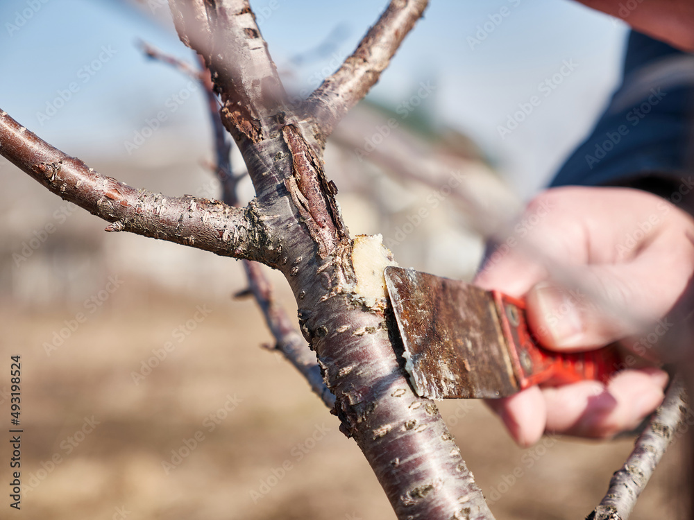 Coating twigs of cut branches of fruit trees. Spring work in the garden. Caring for fruit trees in the spring.