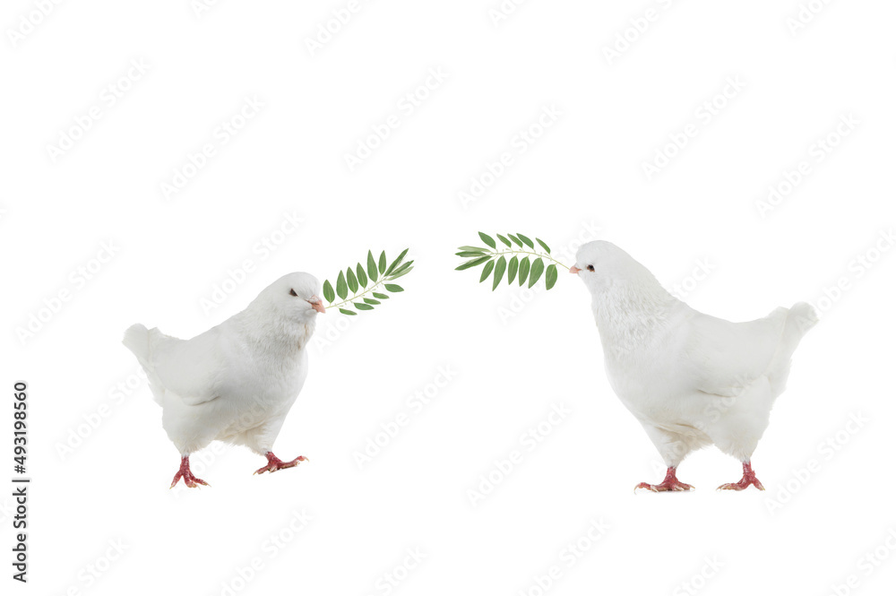 two dove goes with a palm branch on a white