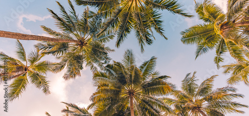 Copy space of tropical palm trees with sunset light on sky background. Tropical island beach, low point of view, inspirational motivational, happy relaxing vibes. Exotic nature landscape © icemanphotos