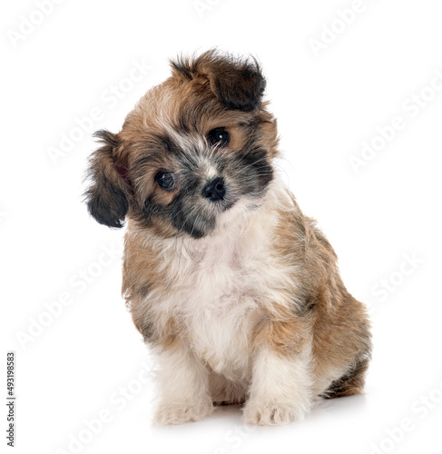 Canvas Print puppy Lhasa Apso
