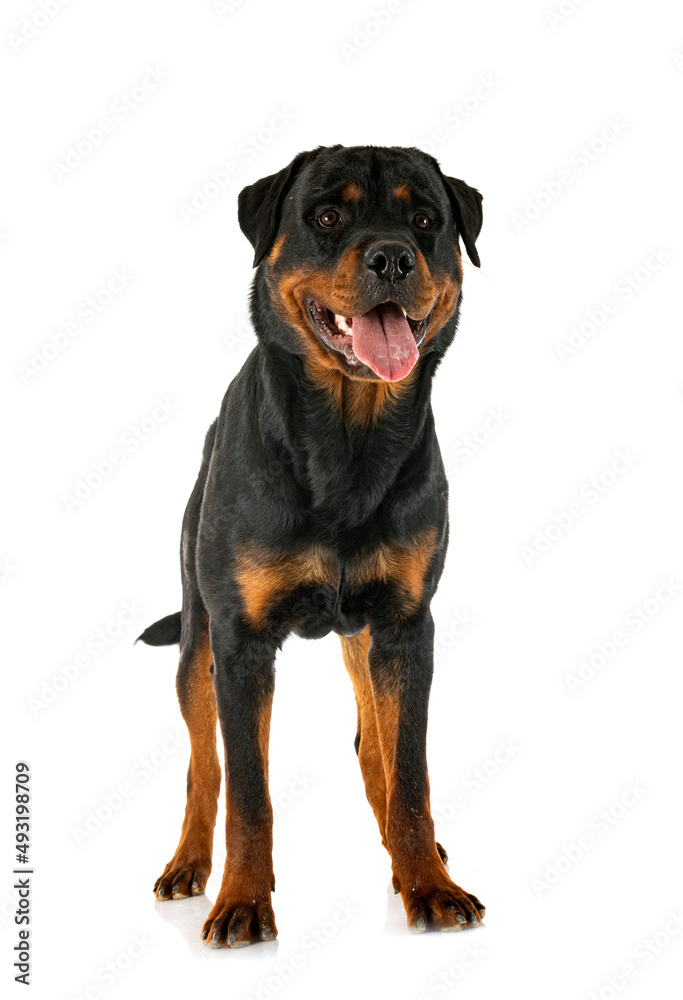 rottweiler in studio