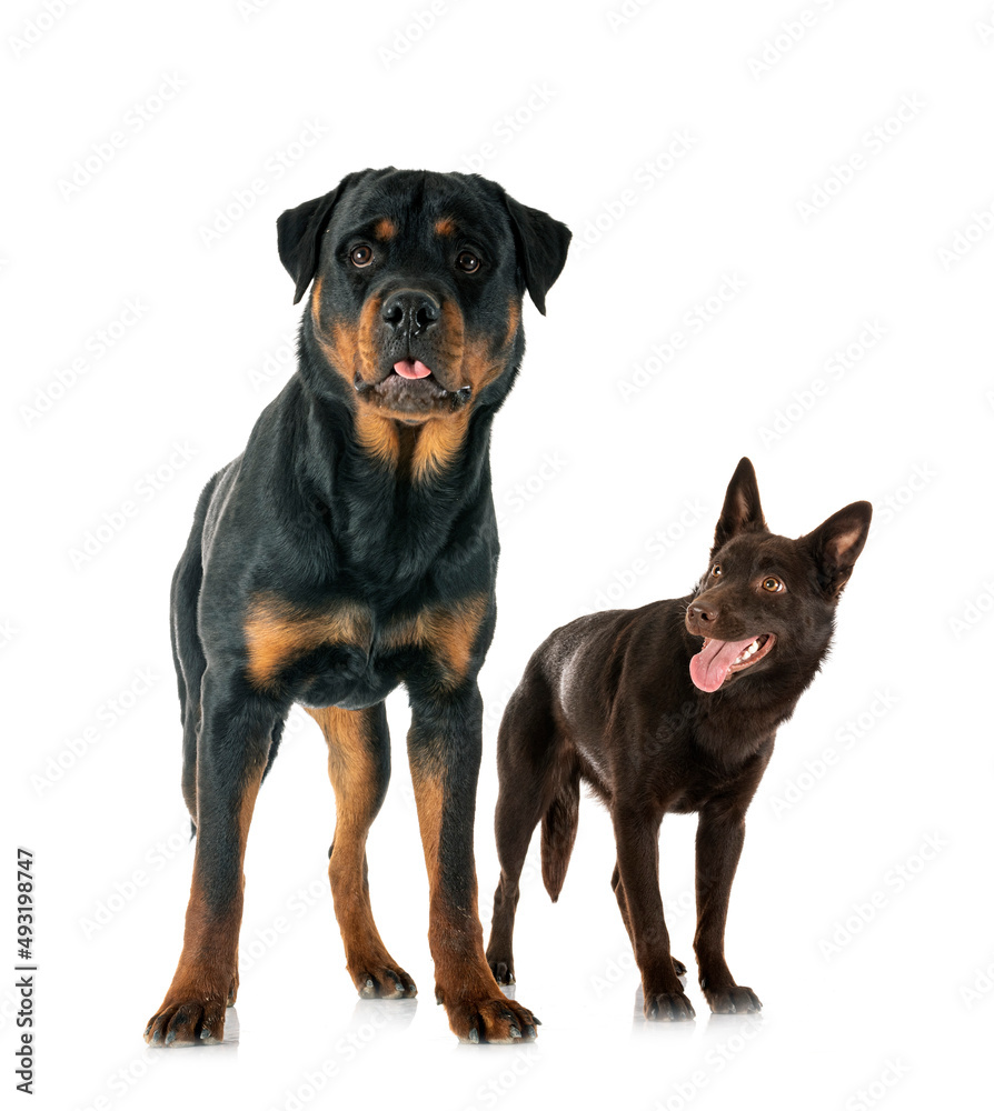 Obraz premium Australian Kelpie and rottweiler in studio