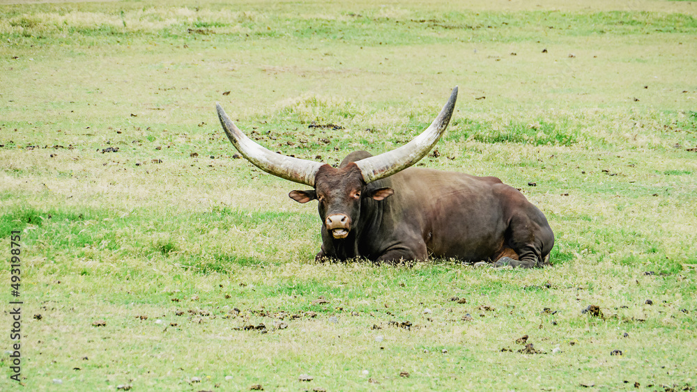 Bull sitting in the grass/Taureau assis dans l'herbe Bull sitting in the grass/Taureau assis dans l'herbe