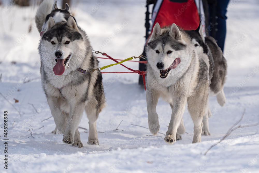Husky dogs in harness. Husky in winter. Husky dogs in harness. Husky in winter.
