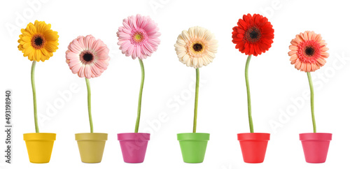 Set of colorful blooming gerbera flowers in pots on white background, banner design