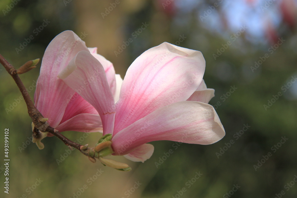 beautiful pink magnolia blossoms on a branch beautiful pink magnolia blossoms on a branch
