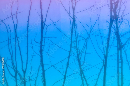 blue sky and tree