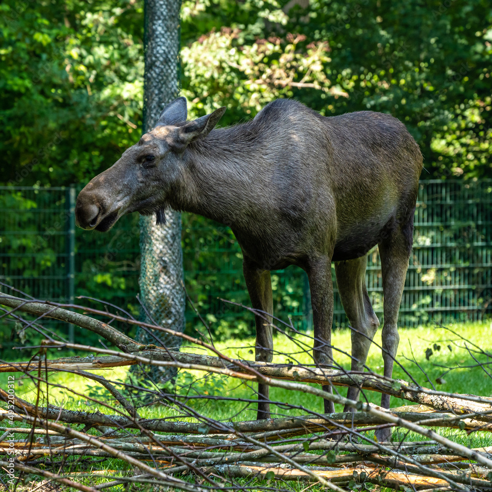 European Moose, Alces alces, also known as the elk European Moose, Alces alces, also known as the elk