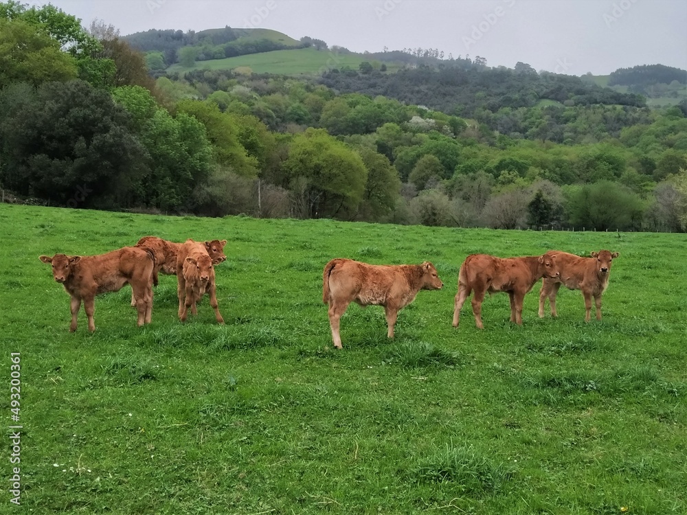Calves grazing in a green pasture
