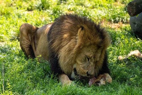 Fototapeta Naklejka Na Ścianę i Meble -  The lion, Panthera leo is one of the four big cats in the genus Panthera