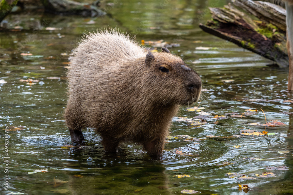 Naklejka premium Capybara, Hydrochoerus hydrochaeris grazing on fresh green grass