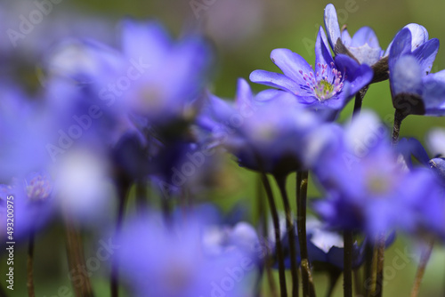 Fototapeta Naklejka Na Ścianę i Meble -  Fioletowe kwiaty wiosną
