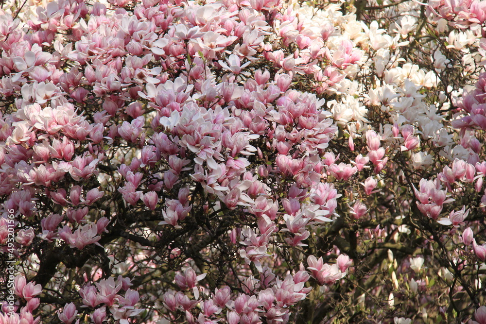 beautiful pink magnolia flowers In a Park or Garden