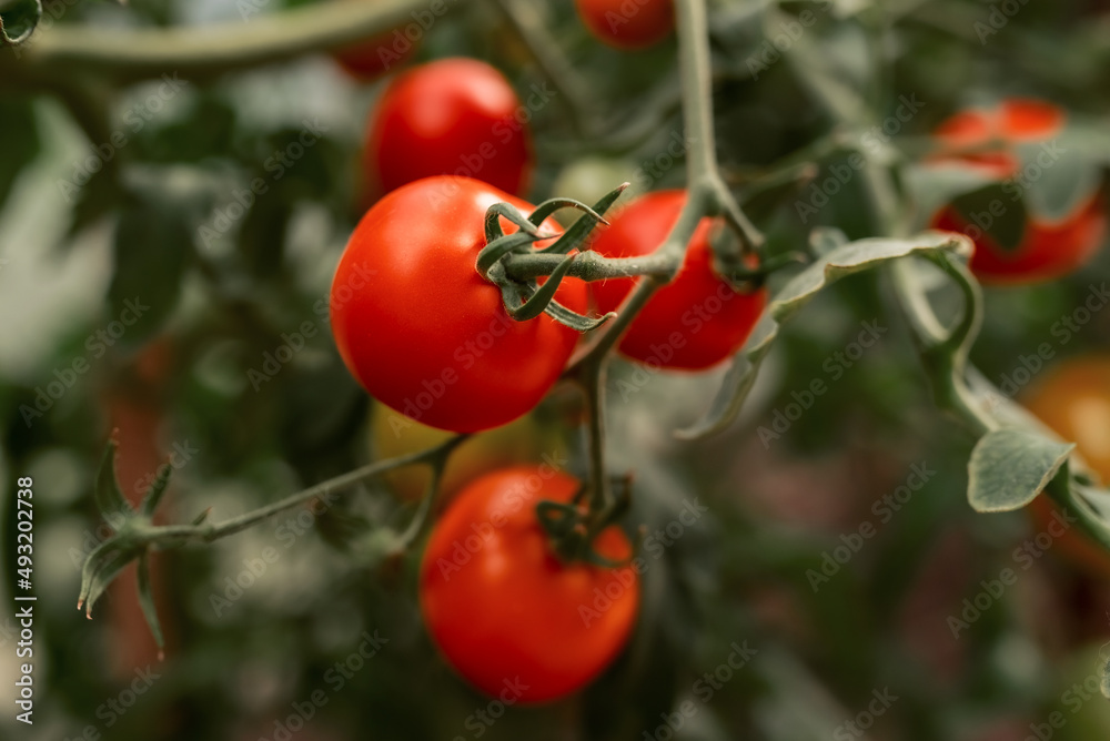 tomatoes on a branch in an ecological greenhouse. Ecological cultivation. Food, vegetables, agriculture. Selective focus and noise. Shallow depth of field on the tomatoes