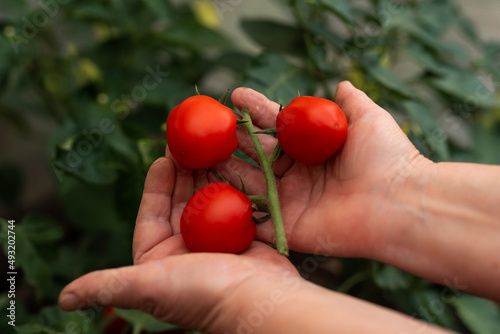 Farmer holding fresh tomatoes at branch cultivation in an ecological greenhouse. Ecological cultivation. Food, vegetables, agriculture. Selective focus and noise. Shallow depth of field on tomatoes © AstiMak