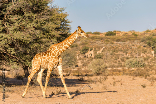Giraffe © multilens