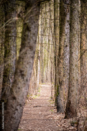 Fototapeta Naklejka Na Ścianę i Meble -  Narrow forest path among tall coniferous trees. Early spring in Kampinos National Park, Warsaw, Poland. Selective focus on the details, blurred background.