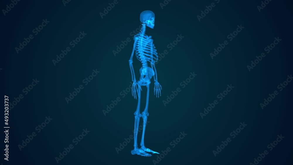 Body skeleton Hologram Video high tech image isolated on black background. Body skeleton Hologram Video high tech image isolated on black background.