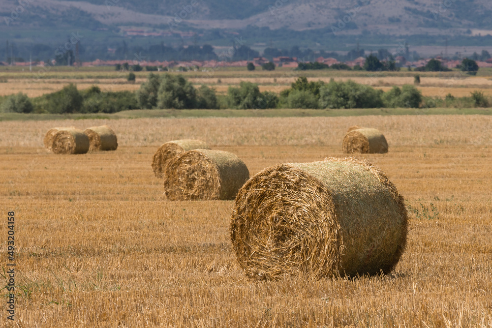 Large round cylindrical straw or hay bales in countryside on yellow wheat field in summer or autumn after harvesting on sunny day. Straw used as biofuel, biogas, animal feed, construction material.