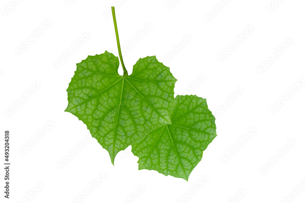 zucchini leaves isolated on white background zucchini leaves isolated on white background