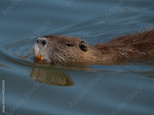 Nutria (Myocastor coypus), (aka., coypu) swimming in the waters of the Pont de Gau, Camargue’s Regional Natural Park, Arles, France © Luis